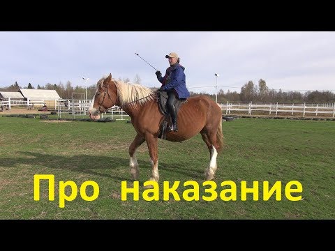 Видео: О наказании лошади.