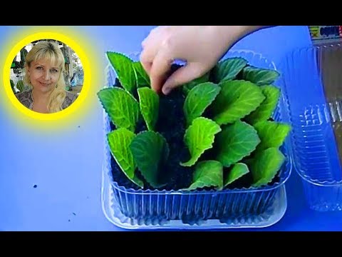 Видео: 🌱Глоксинии, посадка листов в тепличку, размножение листом !!! 🌱 How to grow gloxinia