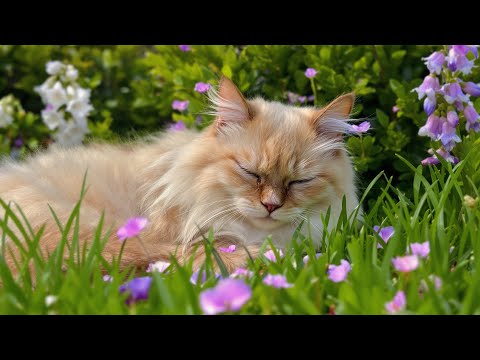Видео: (Без рекламы) Успокаивающая музыка для кошек 🐱 | Расслабляющие звуки для сна, которые помогут сни...