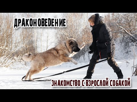 Видео: Не твоя кавказская овчарка: правила знакомства с взрослой собакой