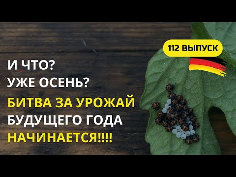 Видео: Дача в Германии. Кто все время жрет наши растения? Нужна дезинфекция грядок? Готовим сани летом