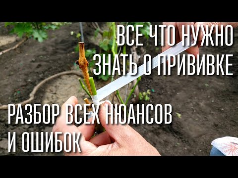 Видео: ПРИВИВКА ВИНОГРАДА ОТ А ДО Я! ЛУЧШАЯ ПРИЖИВАЕМОСТЬ. ОЧЕНЬ ПРОСТОЙ СПОСОБ. СМОЖЕТ КАЖДЫЙ!