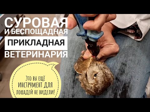 Видео: Ветеринар Мария Маркина добывает из совы металл. Видео для сильных нервами и не впечатлительных