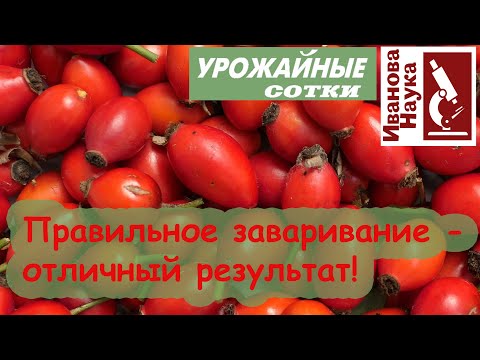 Видео: Для укрепления сосудов, печени, почек, суставов и иммунитета. Как правильно заварить шиповник?