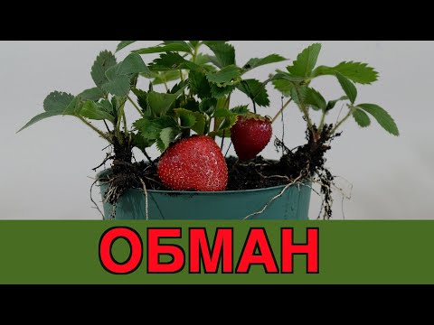 Видео: Выращивание клубники из семян. Разоблачение обмана.