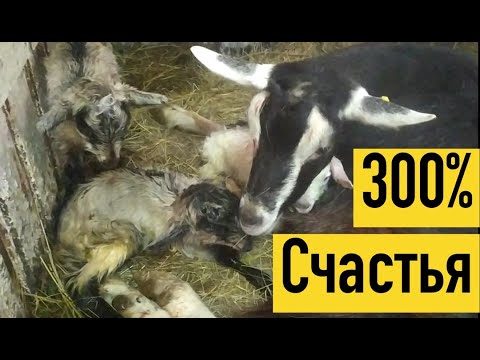 Видео: ПЕРВЫЙ ОКОЗ. СЕЗОН ОТКРЫТ. АЛЬПИЙСКИЕ КОЗЫ. КОРМЛЕНИЕ КОЗЛЯТ. Как выбрать козла производителя