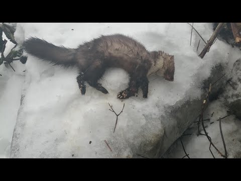 Видео: охота капканами на куницу и лису, закрытие сезона 23-2024.