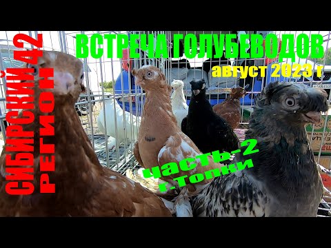 Видео: ГОЛУБИ НА ВСТРЕЧЕ ГОЛУБЕВОДОВ г.ТОПКИ (часть-2)