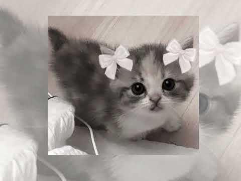 Видео: ^^По барам (speed up)^^