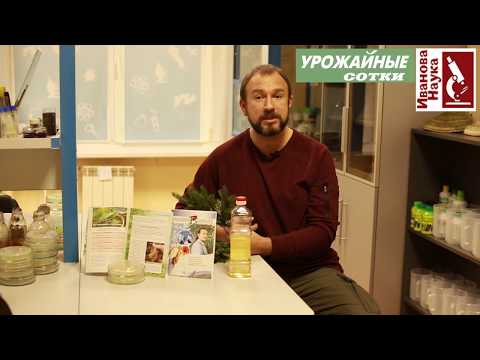 Видео: Лечение хвоей. Гайморит, простуды, грибок и прыщи - этому средству все под силу!  Ёлку - в дело!