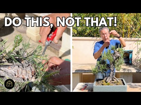Видео: Сделайте это, чтобы сохранить ваш бонсай из японской черной сосны живым и здоровым
