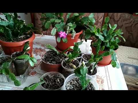 Видео: Декабристы.Коллекция.Фикус после обрезки.