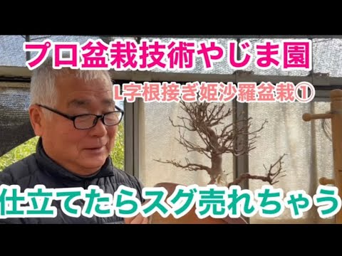 Видео: L-образный корневой сустав Himeshara bonsai Yajimaen