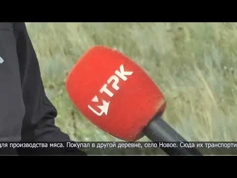 Видео: 8 голов лошадей по программе "Ауыл аманаты" приобрёл предприниматель из Жамбылского района