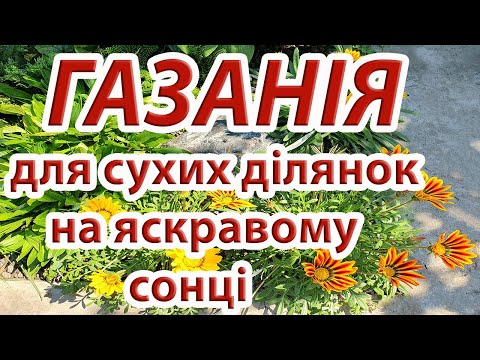 Видео: Газанія: від посіву до зимівлі. Умови для рясного та довгого цвітіння.  Догляд влітку та взимку