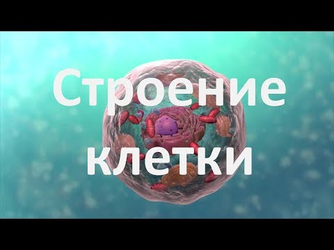 Видео: 8. Строение клетки (9 или 10-11 класс) - биология, подготовка к ЕГЭ и ОГЭ 2018