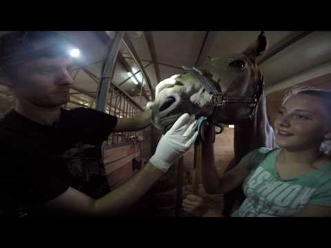 Видео: Ужас! видимо, 24 года этой лошади не пилили зубы!!