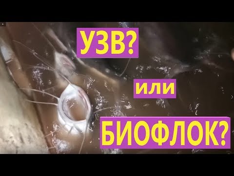Видео: УЗВ? или БИОФЛОК?