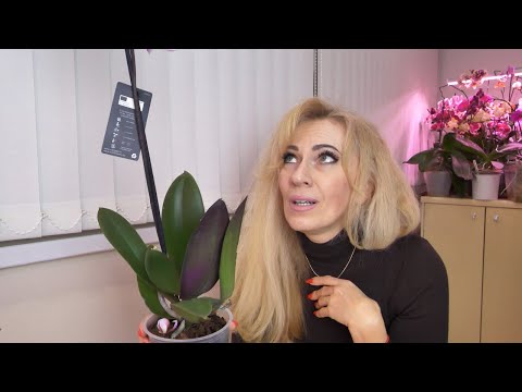 Видео: Выбор орхидеи Вас УДИВИТ или РАЗОЧАРУЕТ... С чем приехала с обзора? ОСТОРОЖНО - ЭМОЦИИ.