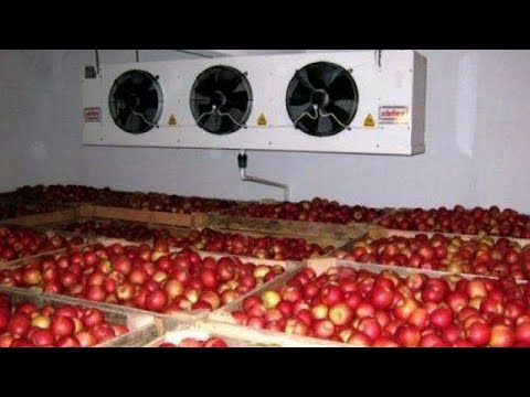 Видео: +998972560101.Бизнес-Холодильник❄️ мева сабзавотларни саклаш.