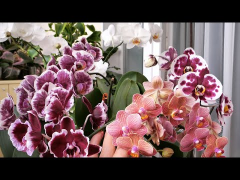 Видео: УХ, НАЦВЕЛИ! И это только НАЧАЛО./ В каких посадках растут. КОРНИ на 5+