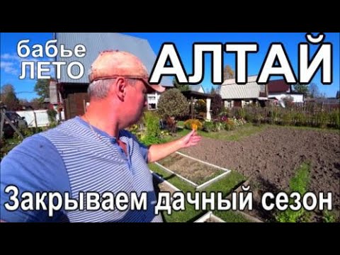 Видео: ВЛОГ Бабье лето Алтай, Дачный сезон ФИНИШ, Грибы Шашлык Баня