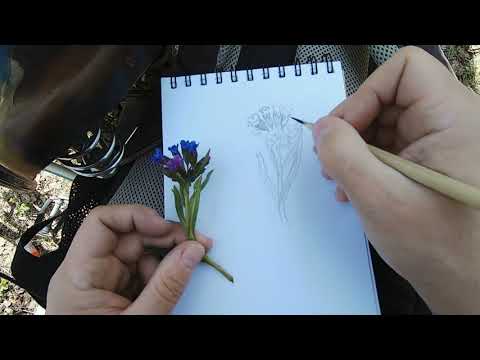 Видео: Зарисовки медуницы в скетчбуке с натуры