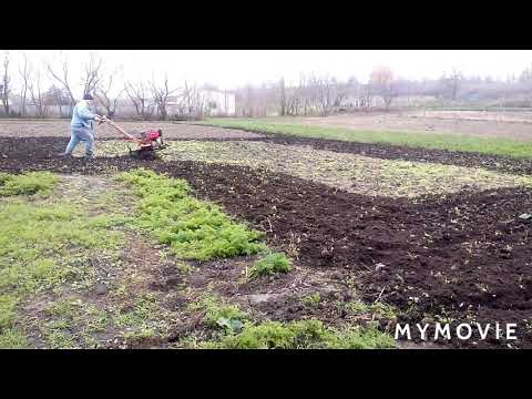 Видео: Робота мотоблока Зубр нт-135 фрезою осінью.