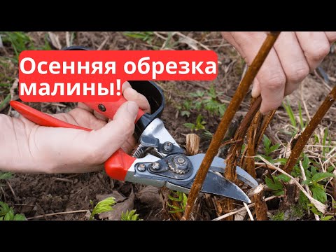 Видео: Как подготовить малину к зиме: два способа правильной обрезки!