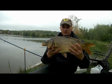 Видео: Карась и карп клюет на макушатник. Поклевки карпа и карася. Рыбалка на спининг и фидер на пруду.