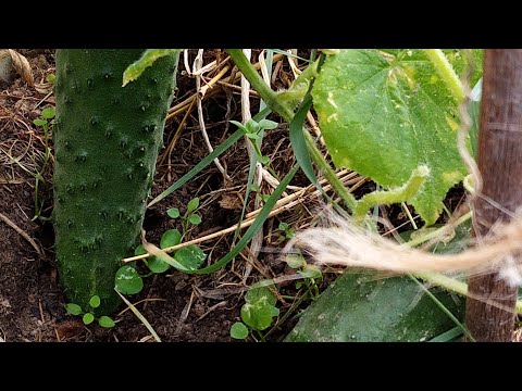 Видео: Время пришло, значит режь последний огурец. Тверская область.