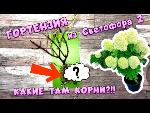 Видео: ГОРТЕНЗИЯ ИЗ СВЕТОФОРА.ПОКАЗЫВАЮ КОРНИ!Сажаю по вашим советам.