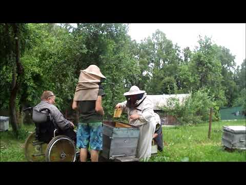 Видео: В деревне на пасеке.