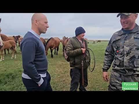 Видео: Самый лучший жеребёнок, кокого выбрали гости