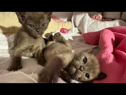 Видео: Котятам сегодня ровно один месяц😻