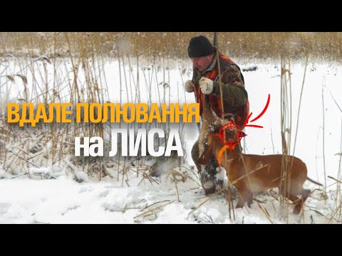 Видео: ⚡ВДАЛЕ ПОЛЮВАННЯ НА ЛИСА З СОБАКАМИ.⚡ХОРОША КОМПАНІЯ ⚡НЕПЕРЕВЕРШЕНА АТМОСФЕРА.
