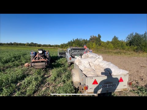 Видео: 7 днів в полі на картоплі і квітка. Кавуни вродили 