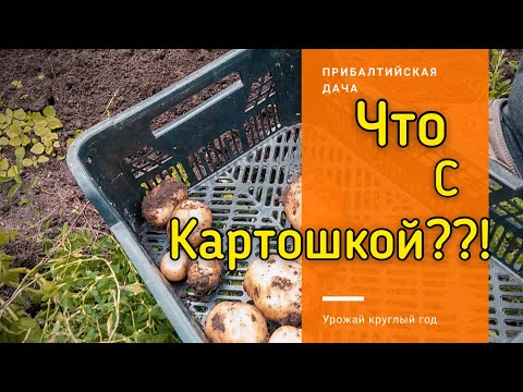 Видео: СОРТ КАРТОФЕЛЯ ВИНЕТА. Выкапываем картошку.