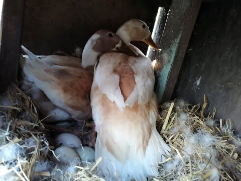 Видео: Две утки на гнезде, каков итог? Про хаки Кемпбелл.