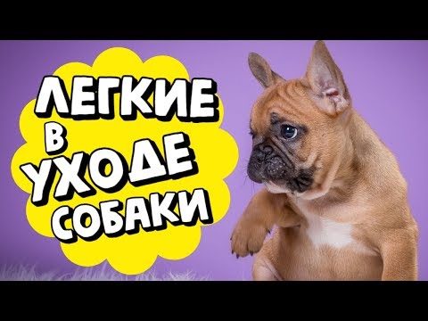 Видео: НЕПРИХОТЛИВЫЕ ПОРОДЫ СОБАК | СОБАКИ ДЛЯ НОВИЧКОВ | ЛЕГКИЕ В УХОДЕ И СОДЕРЖАНИИ СОБАКИ