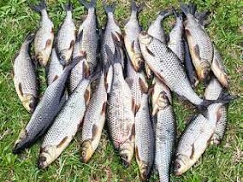 Видео: рыбалка на плотву дуплетами с лодки