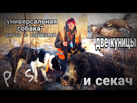 Видео: охота на кабана с лайками. две куницы и секач за один день. универсальность лайки.