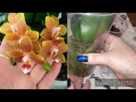 Видео: #ОРХИДЕЯ_МАСТЕРПИС,, СРОЧНАЯ ПЕРЕСАДКА,ЧТО ОНА ТВОРИТ ПОСЛЕ РЕАНИМАЦИИ 🙉 часть № 1