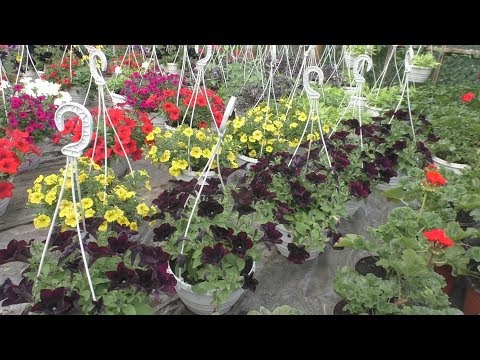 Видео: Таким цветам позавидуют и голландцы!)))