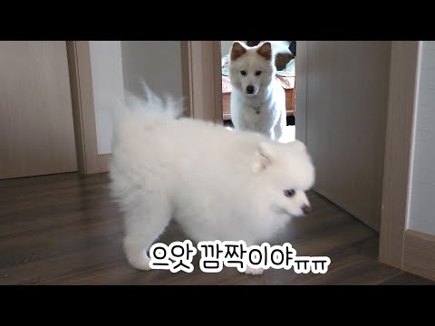 Видео: Собака не обращает внимание на Понки