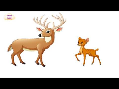 Видео: Мектепке даярдоо классы / Жапайы жаныбарлар / Айлана чөйрө менен тааныштыруу 14.11.20