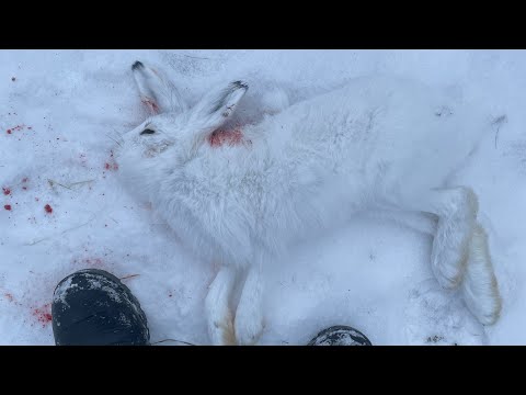 Видео: БАЙАНАЙ БИЭРДЭ🐇👍