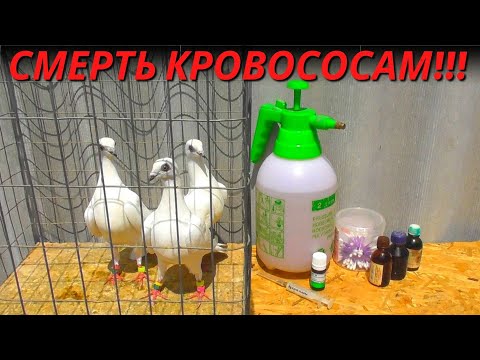 Видео: Покраска Голубей🟢🟡🔴 100% Мощное Средство от Пероеда+Пухоеда и других вредителей❗