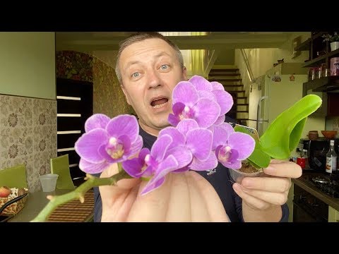Видео: НЕ ПРЕДСКАЗУЕМЫЕ КОРНИ ОРХИДЕИ как принимаю решение чем корни орхидей обработать из магазина?
