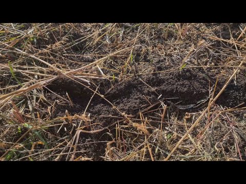 Видео: Миші атакують сад! Як я боронив горіховий сад.